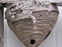 Bald-faced Hornet Nest Bald-faced Hornet Nest