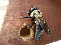 Carpenter Bee at entrance to its hole Carpenter Bee at entrance to its hole