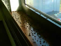 Cluster Flies Cluster Flies