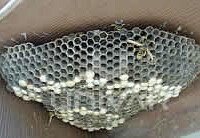 Paper Wasps Paper Wasps